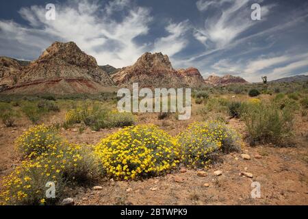 Fleur de papier blanc dans la zone de conservation de Red Rock Canyon, Nevada Banque D'Images