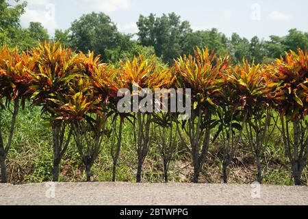 Rangée de plantes de croton de jardin multicolores (Codiaeum variegatum) parmi la végétation tropicale verte. Banque D'Images