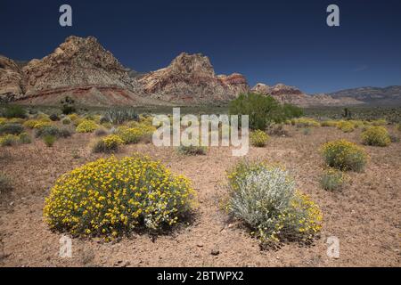 Fleur de papier blanc dans la zone de conservation de Red Rock Canyon, Nevada Banque D'Images