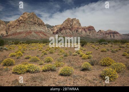 Paysage dans la zone nationale de conservation de Red Rock Canyon, Nevada, États-Unis Banque D'Images