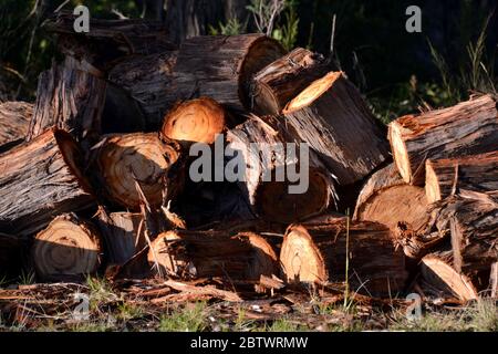 Pile inégale de bois de gomme de bois de bois de bois de rondins dans le soleil dehors prêt à hacher Banque D'Images