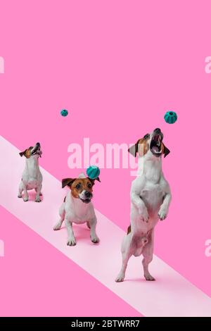 Le jeune Jack russell Terrier joue avec le ballon. Collage créatif d'un saut en chien, sur un fond coloré, pour le design Banque D'Images