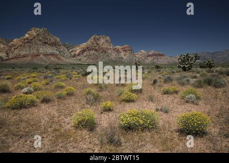 Paysage dans la zone nationale de conservation de Red Rock Canyon, Nevada, États-Unis Banque D'Images