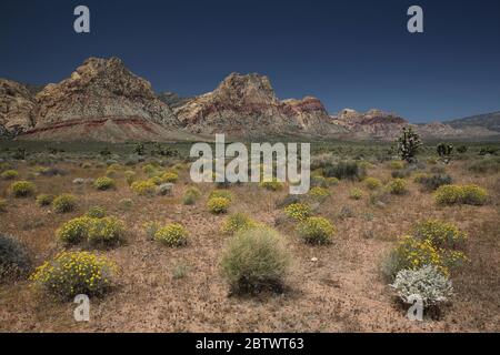 Paysage dans la zone nationale de conservation de Red Rock Canyon, Nevada, États-Unis Banque D'Images