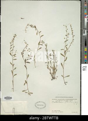 Erythrichium strictum Decne. Banque D'Images
