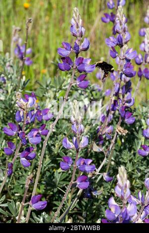 Une abeille recueille le pollen d'une fleur de sagebrush au parc régional de Las Trampas, dans les collines de la baie est de la région de la baie de San Francisco. Banque D'Images