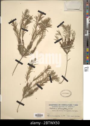 Melaleuca linearifolia Link Craven. Banque D'Images