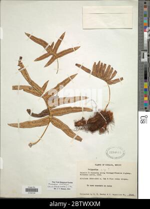 Phlebodium areolatum Humbb Bonap ex Willd J SM. Banque D'Images