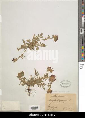 Anthyllis vulneraria var coccinea L. Banque D'Images
