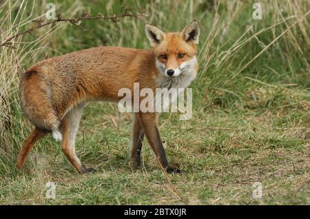 Un magnifique renard roux sauvage, Vulpes vulpes, chasse dans un pré.