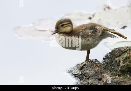 Un adorable caneton mandarin, Aix galericulata, debout au bord d'un étang qui s'étend sur sa jambe. Banque D'Images