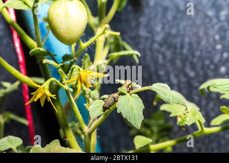 Un ver qui mange des feuilles dans un arbre de tomate Banque D'Images