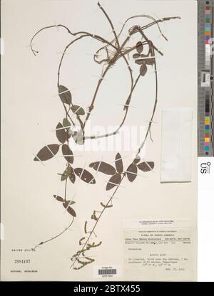 Desmodium sp. 11 janvier 20181 Banque D'Images