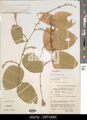 Desmodium sp. 29 décembre 20171 Banque D'Images