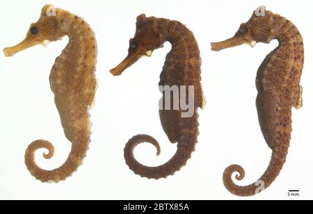 Hippocampus reidi. DET. Par S. lourie fév./2000. 1 des 11 spm d'origine (le grand livre général n'indique que 10 SPM d'origine) a été réindiqué au 171286.13 avril 202010 Banque D'Images