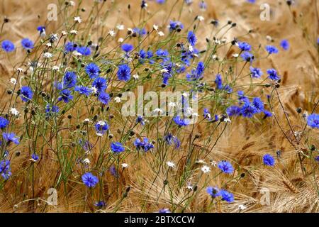 Bleuets (Centaurea cyanus) dans un champ d'orge Banque D'Images