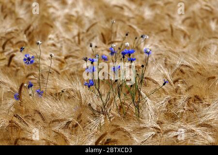 Bleuets (Centaurea cyanus) dans un champ d'orge Banque D'Images