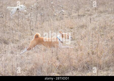 Chien basenji musclé qui galling dans l'herbe sauvage tout en chasse à l'extérieur Banque D'Images