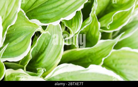 Fond naturel. HostA (Funkia, Plantain Lilies) dans le jardin. Feuilles vertes avec bordure blanche Banque D'Images