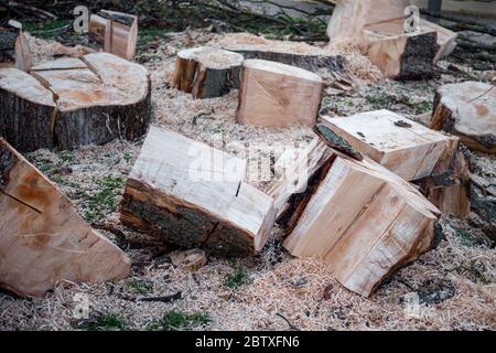 Parties d'un tronc d'arbre scié, non triées avec beaucoup de sciure. Banque D'Images