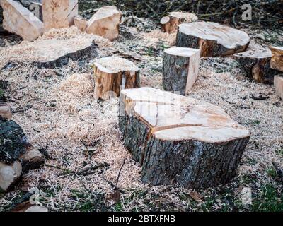 Parties d'un tronc d'arbre scié, non triées avec beaucoup de sciure. Banque D'Images