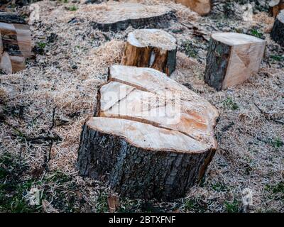 Parties d'un tronc d'arbre scié, non triées avec beaucoup de sciure. Banque D'Images