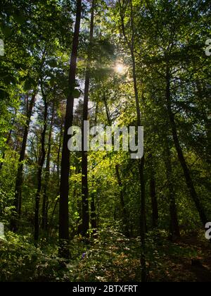 La lumière du soleil illumine la sous-croissance de la forêt. Banque D'Images