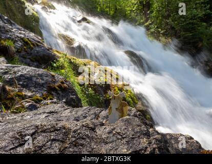 Tukoni aux cascades de Giessbach, Suisse Banque D'Images