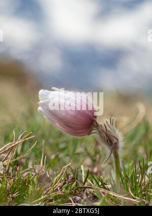 Pulsatilla alpina Banque D'Images