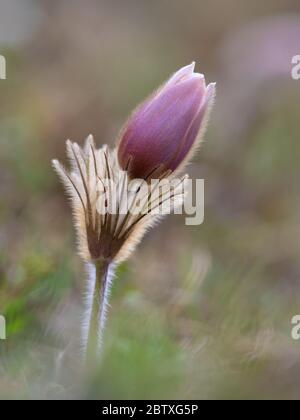 Pulsatilla alpina Banque D'Images