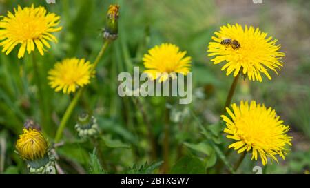 L'abeille recueille le nectar sur un pissenlits jaune. Taraxacum officinale, fleur sur la prairie printanière. Pissenlits ouverts et fermés Banque D'Images