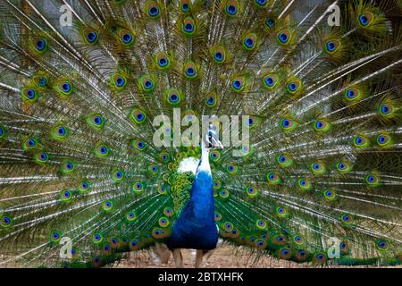 Gros plan sur les plumes colorées de la queue de paon. Majestueux rituel d'accouplement faisan à la ferme ornithologique. Banque D'Images