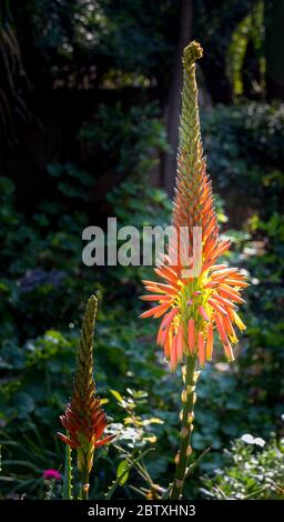 La fleur d'une plante de vera d'aloès isolée dans un jardin Banque D'Images
