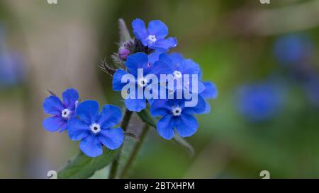 Alcanet vert Pentaglottis sempervirens en fleur, Angleterre, Royaume-Uni Banque D'Images