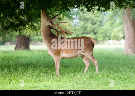 Londres, Royaume-Uni. 28 mai 2020 UN jeune cerf rouge (Cervus elaphus) se nourrit de feuilles basses suspendues sur un arbre à Bushy Park, dans l'ouest de Londres. Andrew Fosker / Alamy Live News Banque D'Images