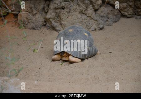 Marcher dans le sable de tortues de terre Banque D'Images