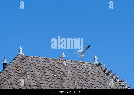 Les pigeons sont assis sur des tuiles grises au-dessus de la gouttière d'une maison, contre un ciel bleu. Banque D'Images