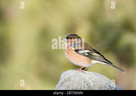 Chaffin commun (Fringilla coelebs) assis sur pierre, mâle, Tyrol, Autriche Banque D'Images