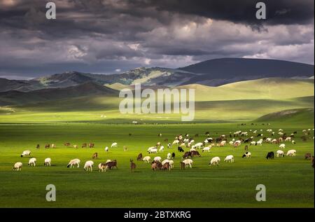 Troupeau de moutons moutons pâturage sur les pâturages verts en face des montagnes, province de Huvsgul, Mongolie Banque D'Images