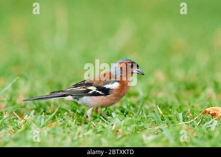 Chaffinch (Fringilla coelebs) sur un pré, Regensburg, Haut-Palatinat, Bavière, Allemagne Banque D'Images