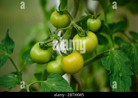 Tomatos vert dans un jardin, Haut-Palatinat, Bavière, Allemagne Banque D'Images