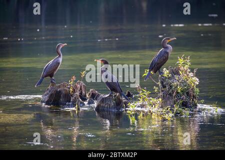 Trois cormorans à double crête (Phalacrocorax auritus) assis sur des souches d'arbres dans l'eau, genoux de cyprès, sources d'eau douce Wakulla Springs, Edward Banque D'Images