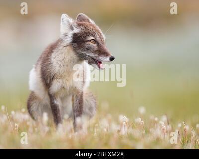 Renard arctique (alopex lagopus), assis dans un pré en fleurs, Dovrefjell, Norvège Banque D'Images