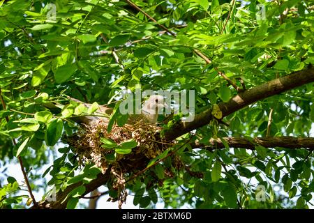 pigeon assis sur des œufs dans son nid de l'arbre Banque D'Images