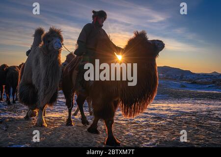 Un chauffeur de chameau sur des chameaux de Bactrian (Camelus bactrianus), dirige un troupeau de chameaux, lever du soleil en hiver dans le désert de Gobi, Oemnoe-Gobi Aimag, Mongolie Banque D'Images