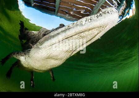 Crocodile américain (Crocodylus acutus) d'en-dessous dans l'eau, Parc National de la Marine de la Reine, Cuba Banque D'Images