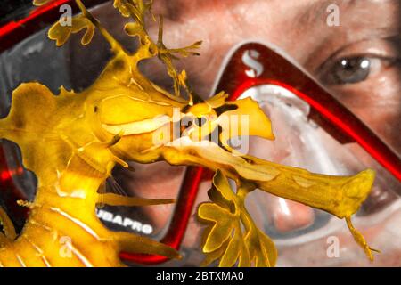 Esadragon à feuilles (Phycodurus eques), portrait, derrière lui face d'un plongeur avec lunettes de plongée, Kingscote Pier, Kangaroo Island, Australie Banque D'Images