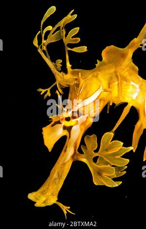 Esadragon feuillu (Phycodurus eques), portrait, Kingscote Pier, Kangaroo Island, Australie Banque D'Images