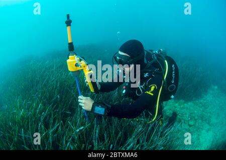 Plongeur et biologiste marin cartographier un pré d'herbiers marins (Posidonia oceanica) avec la télémétrie acoustique, Herault, Occitanie, France Banque D'Images