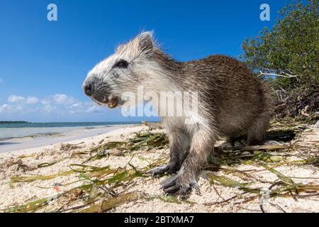 L'hutia de Desmarest (Capromys pilorides) sur la plage, Parc National de la Marine Reine, Cuba Banque D'Images